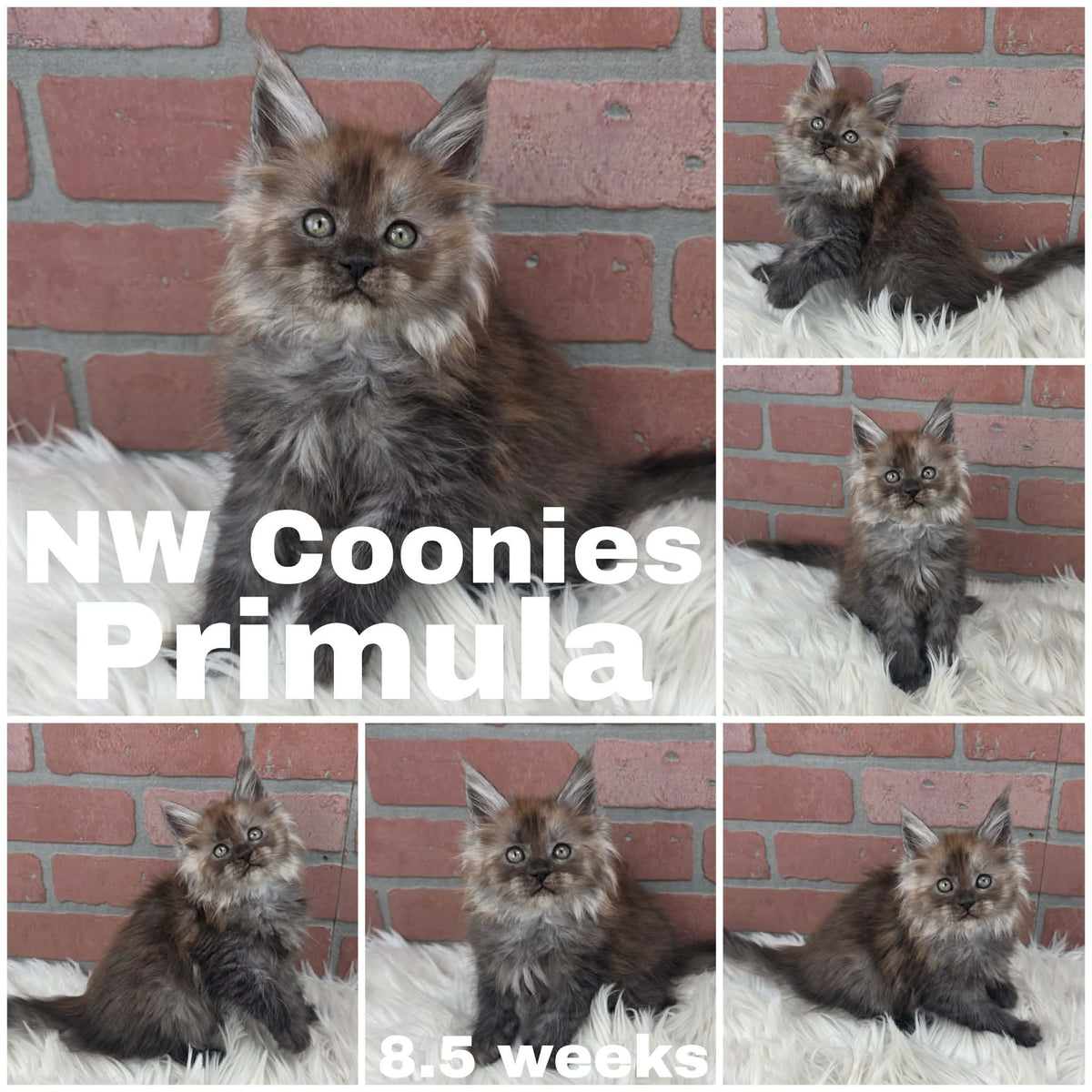 NW Coonies Primula