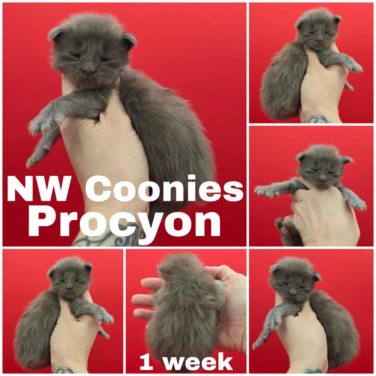 NW Coonies Procyon