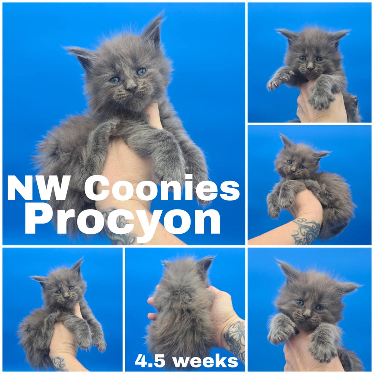 NW Coonies Procyon