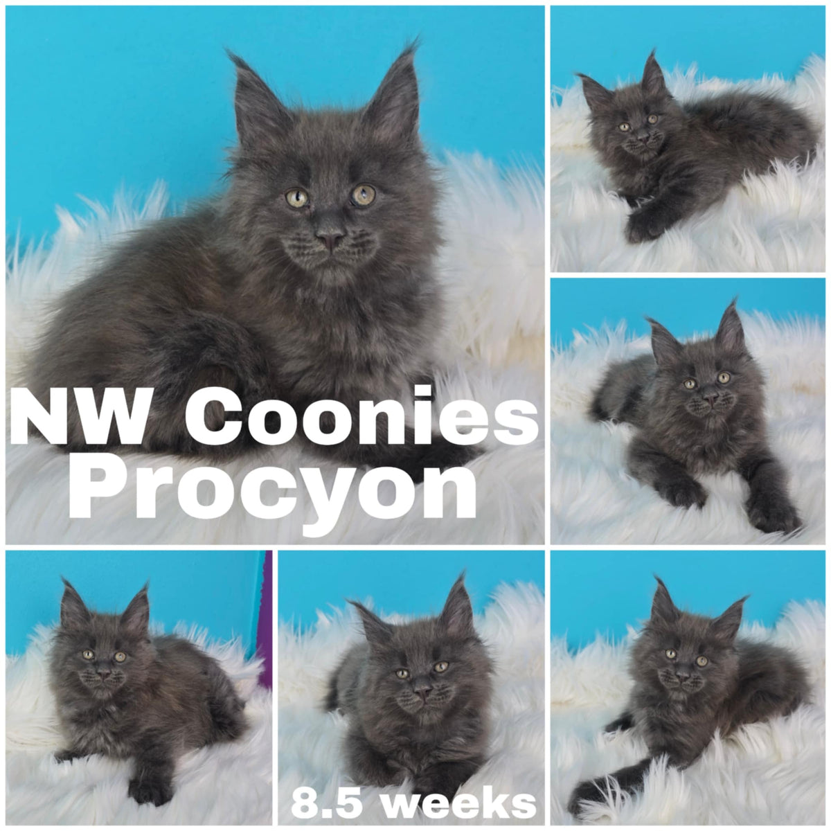 NW Coonies Procyon