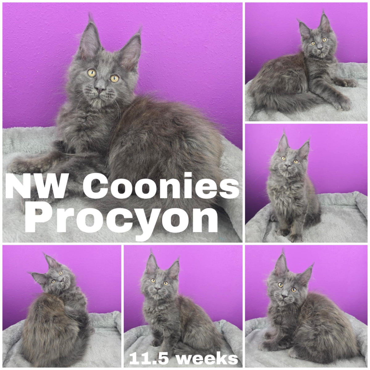 NW Coonies Procyon