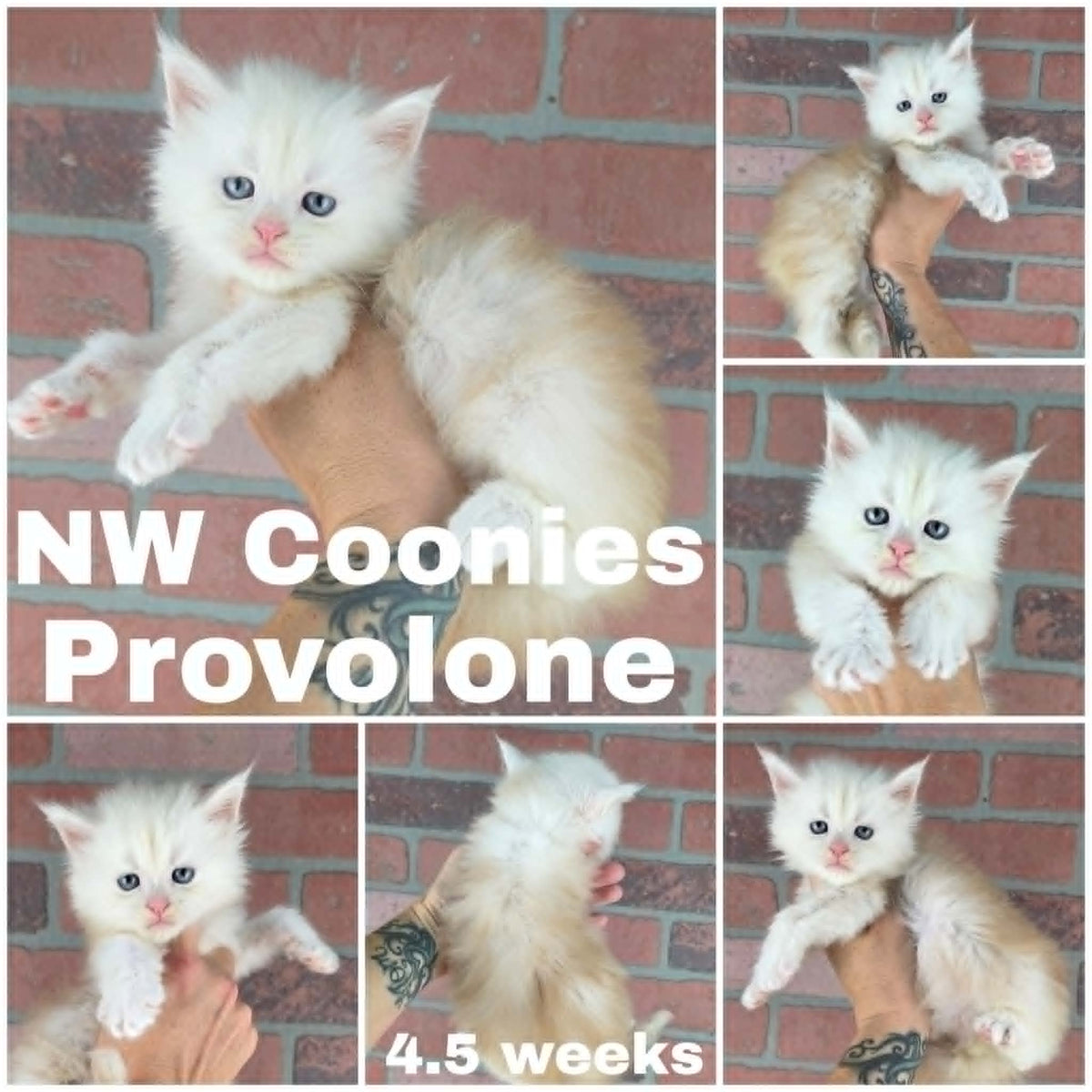 NW Coonies Provolone