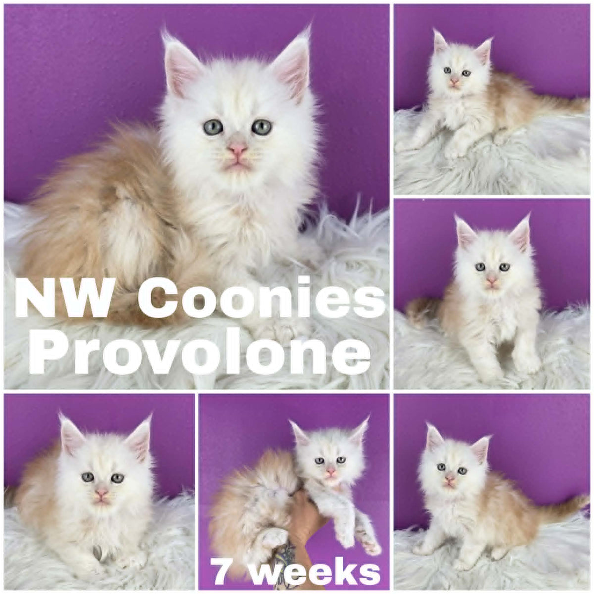 NW Coonies Provolone