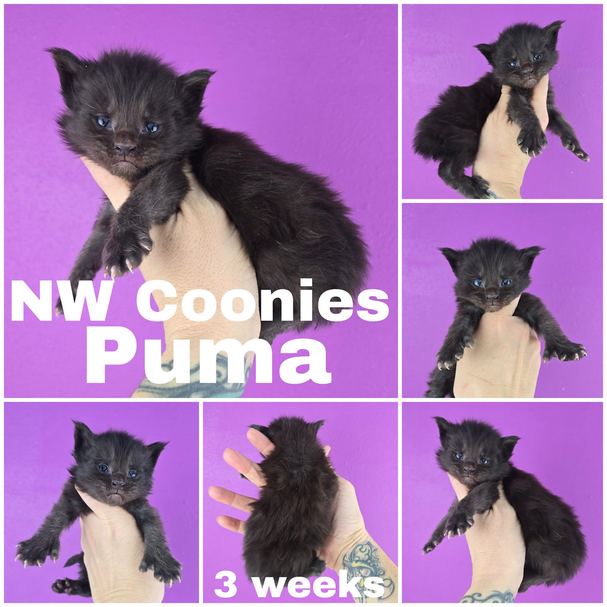 NW Coonies Puma
