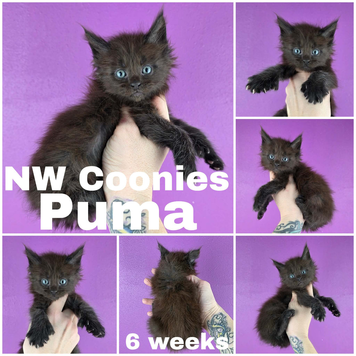 NW Coonies Puma
