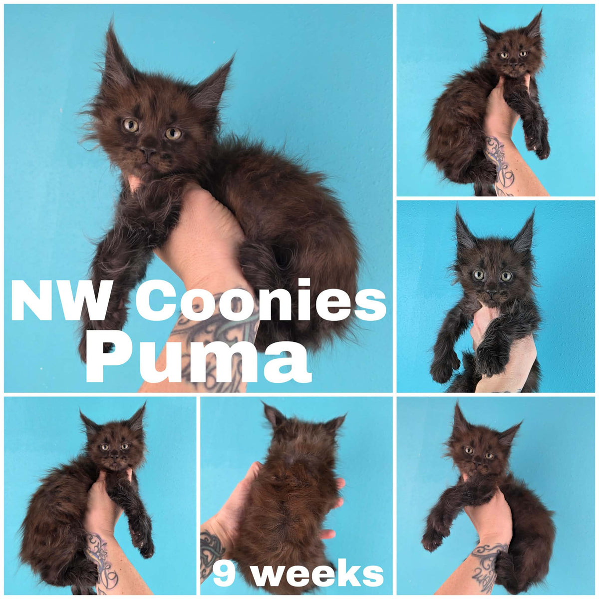 NW Coonies Puma