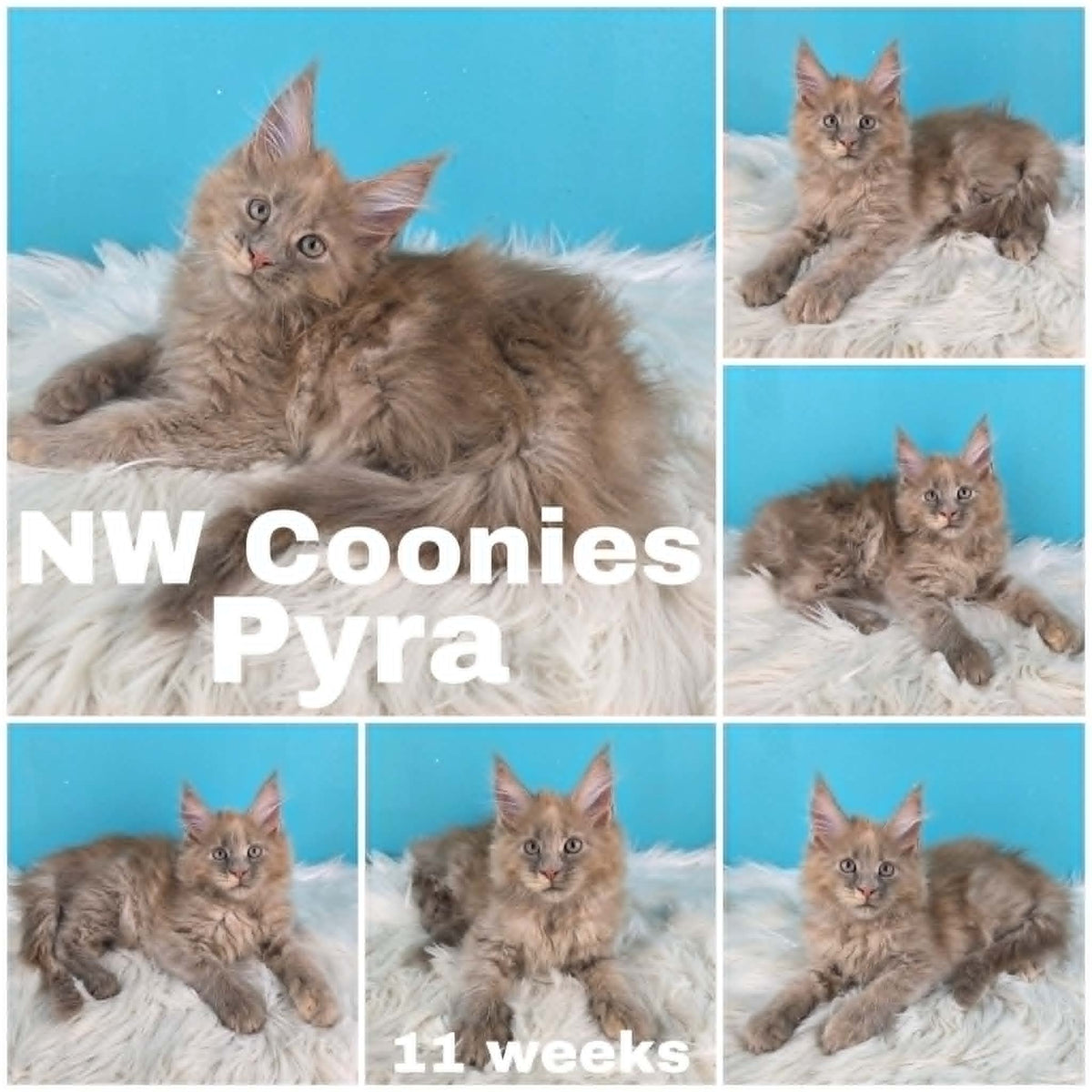 NW Coonies Pyra