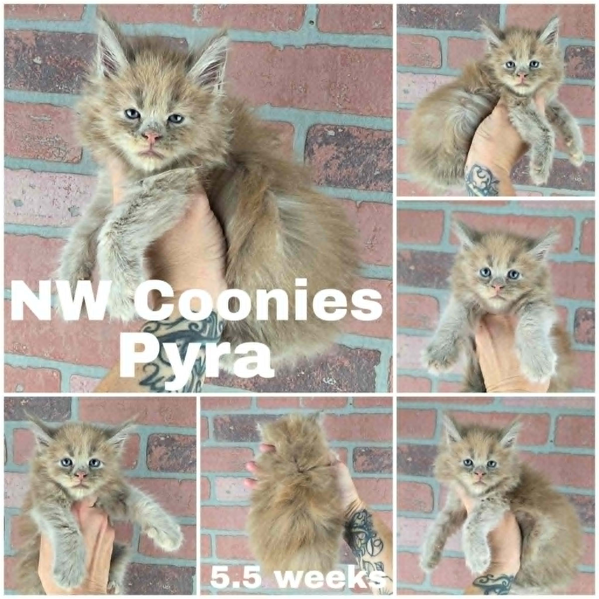 NW Coonies Pyra