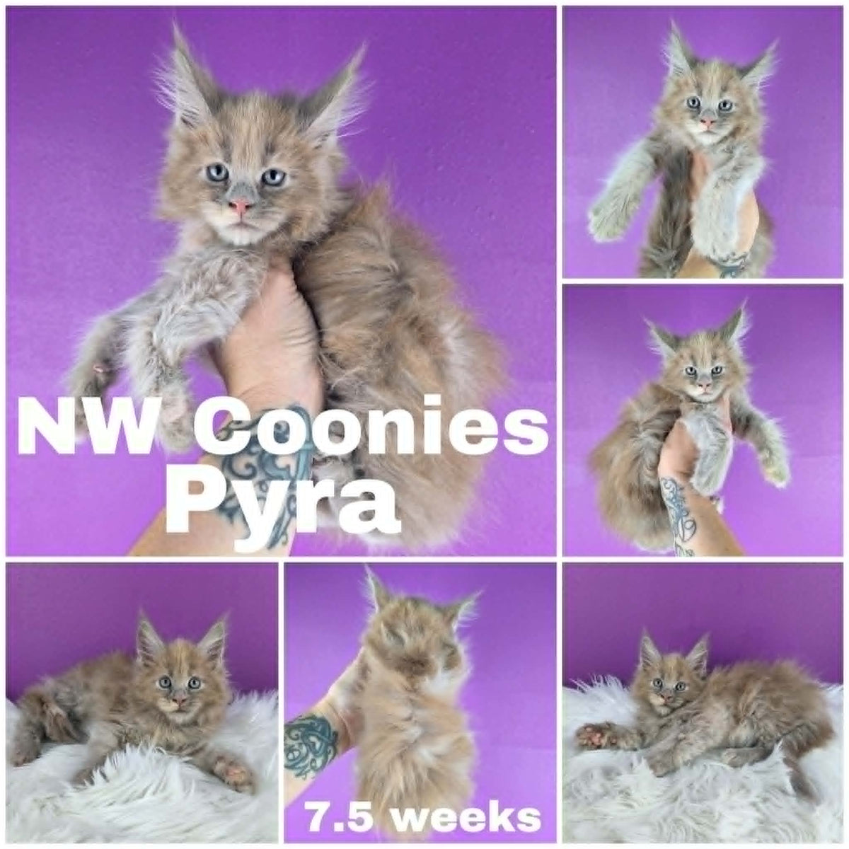 NW Coonies Pyra