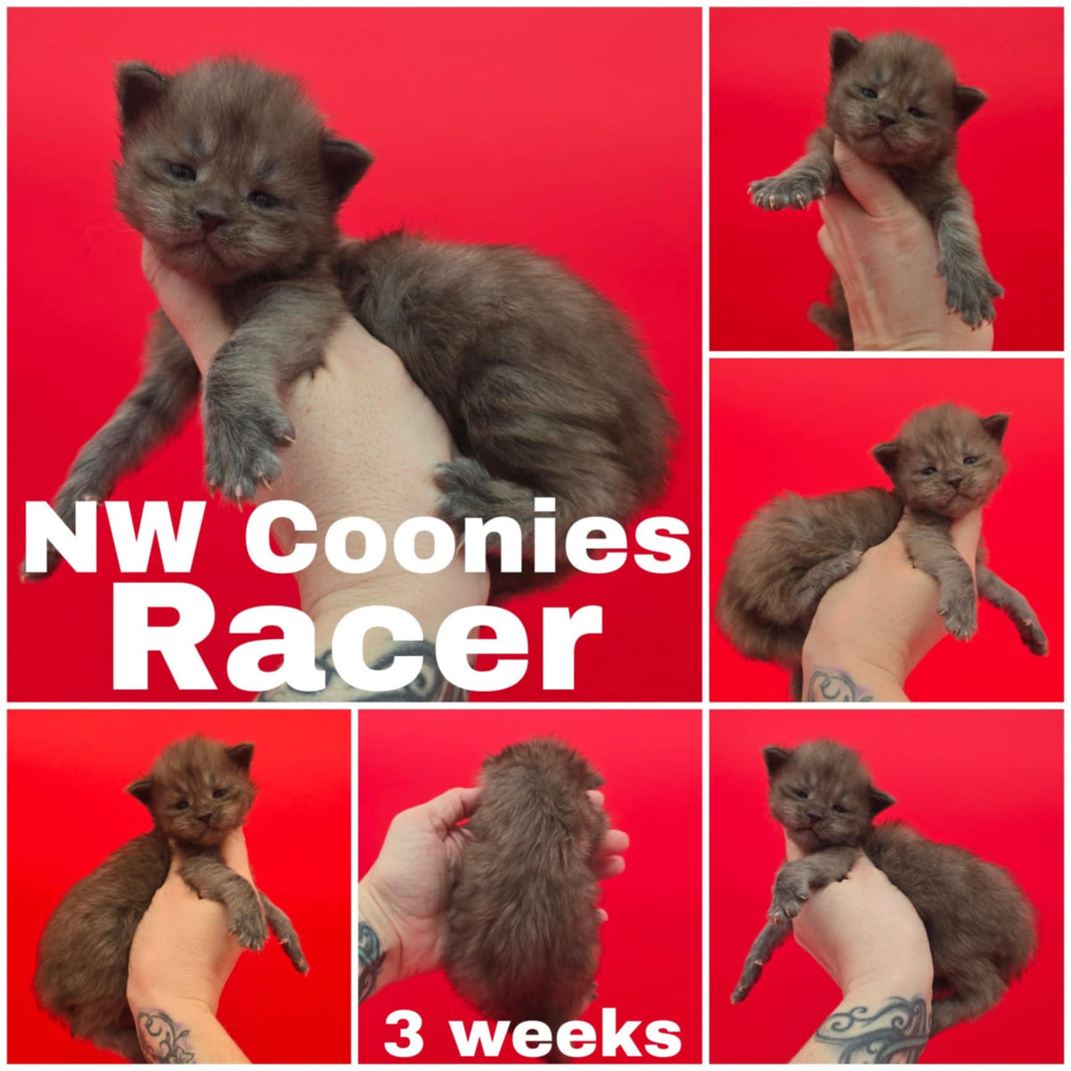 NW Coonies Racer