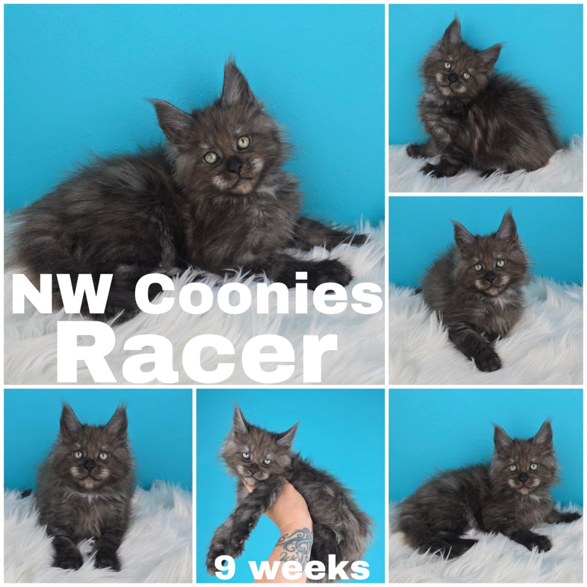 NW Coonies Racer