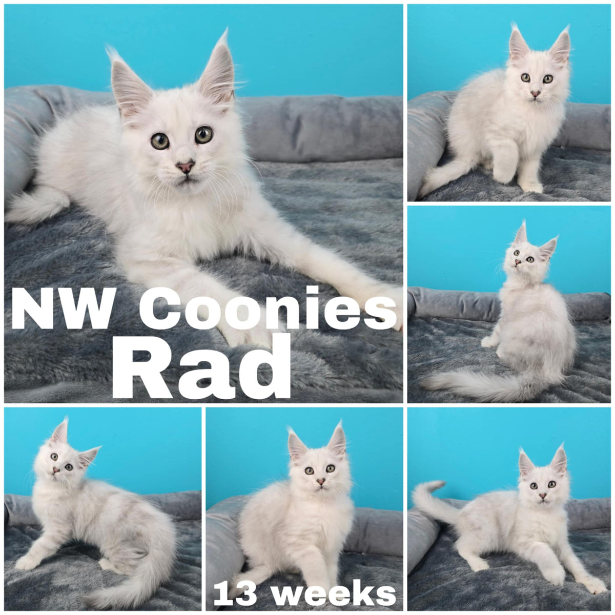 NW Coonies Rad