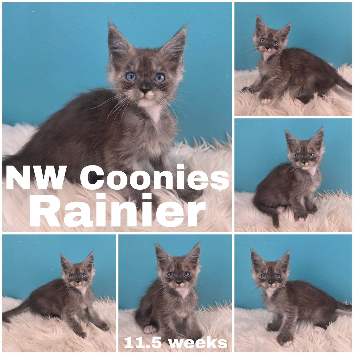 NW Coonies Rainier
