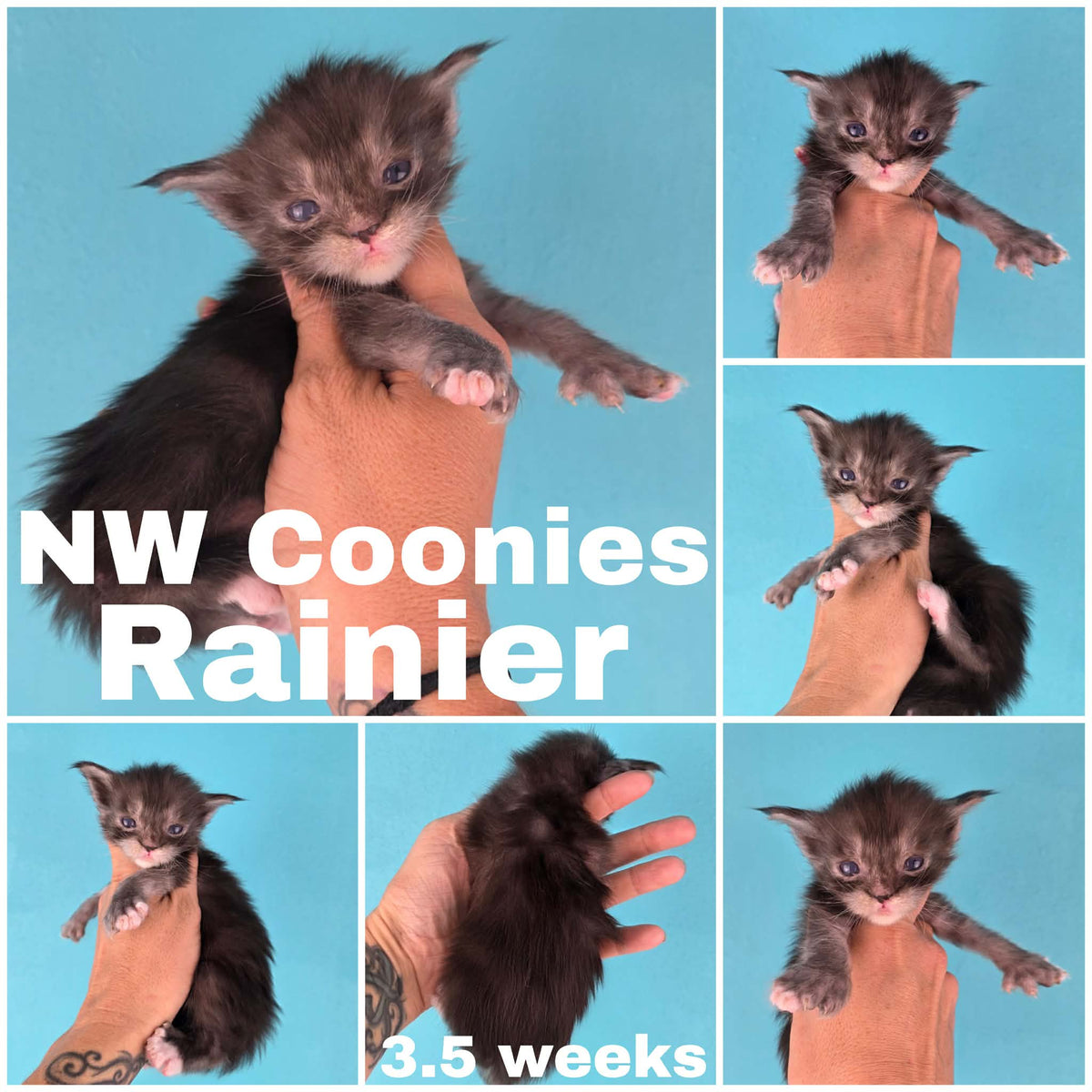 NW Coonies Rainier