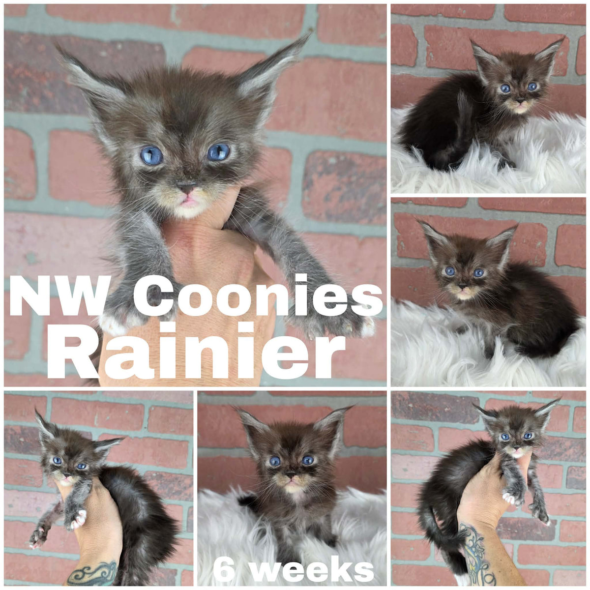 NW Coonies Rainier