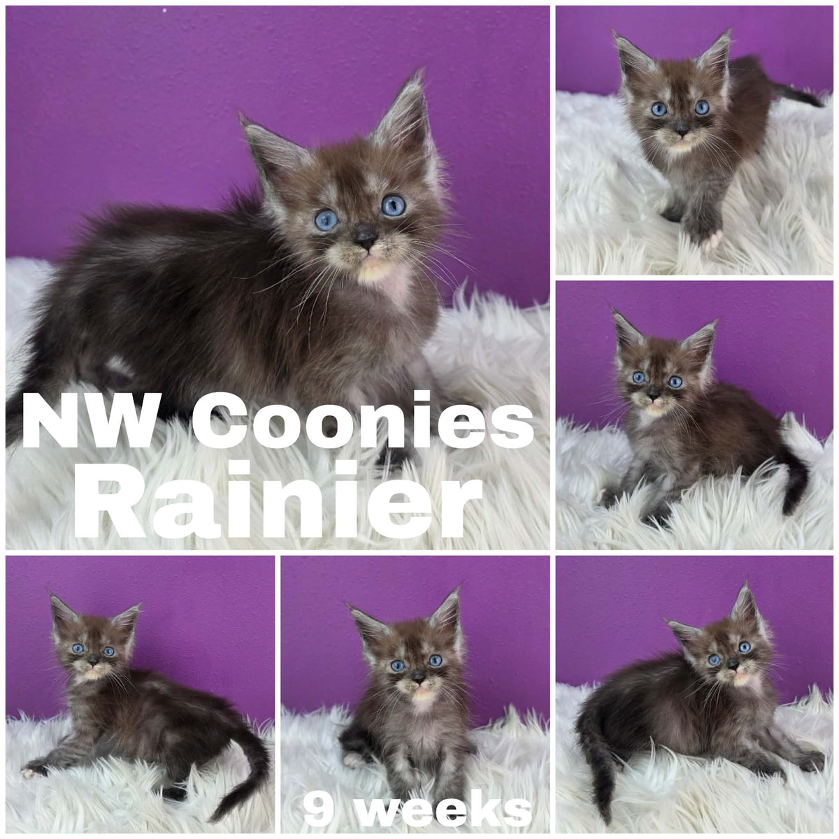 NW Coonies Rainier