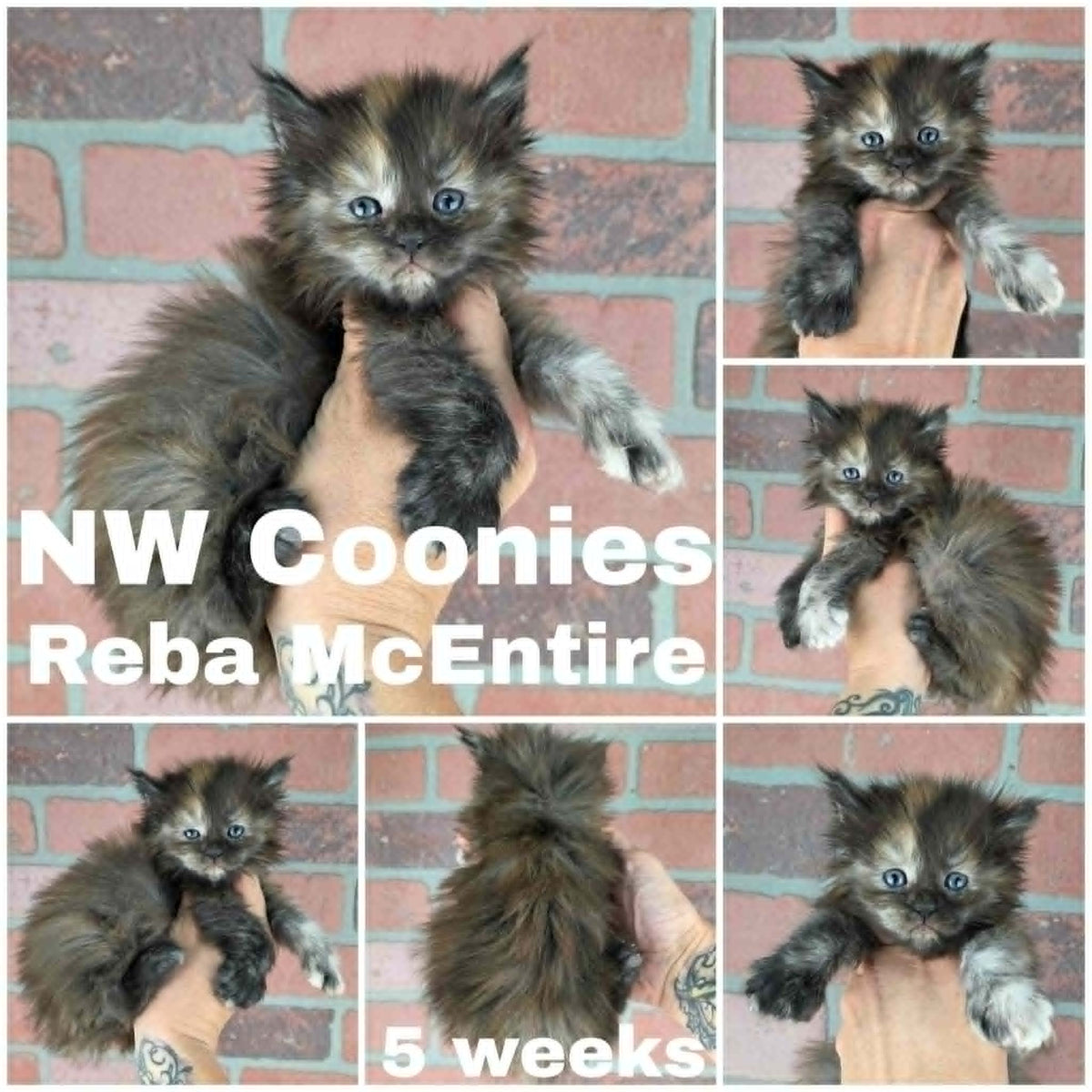 NW Coonies Reba McEntire