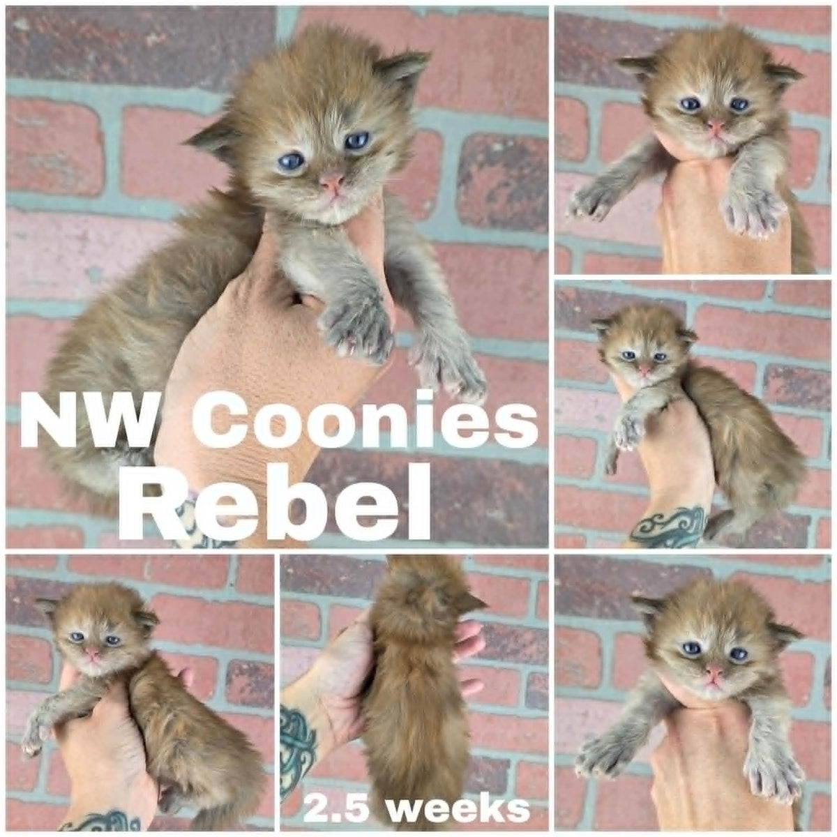 NW Coonies Rebel
