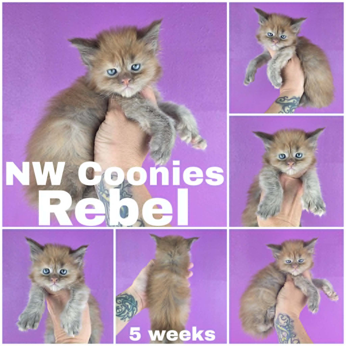 NW Coonies Rebel