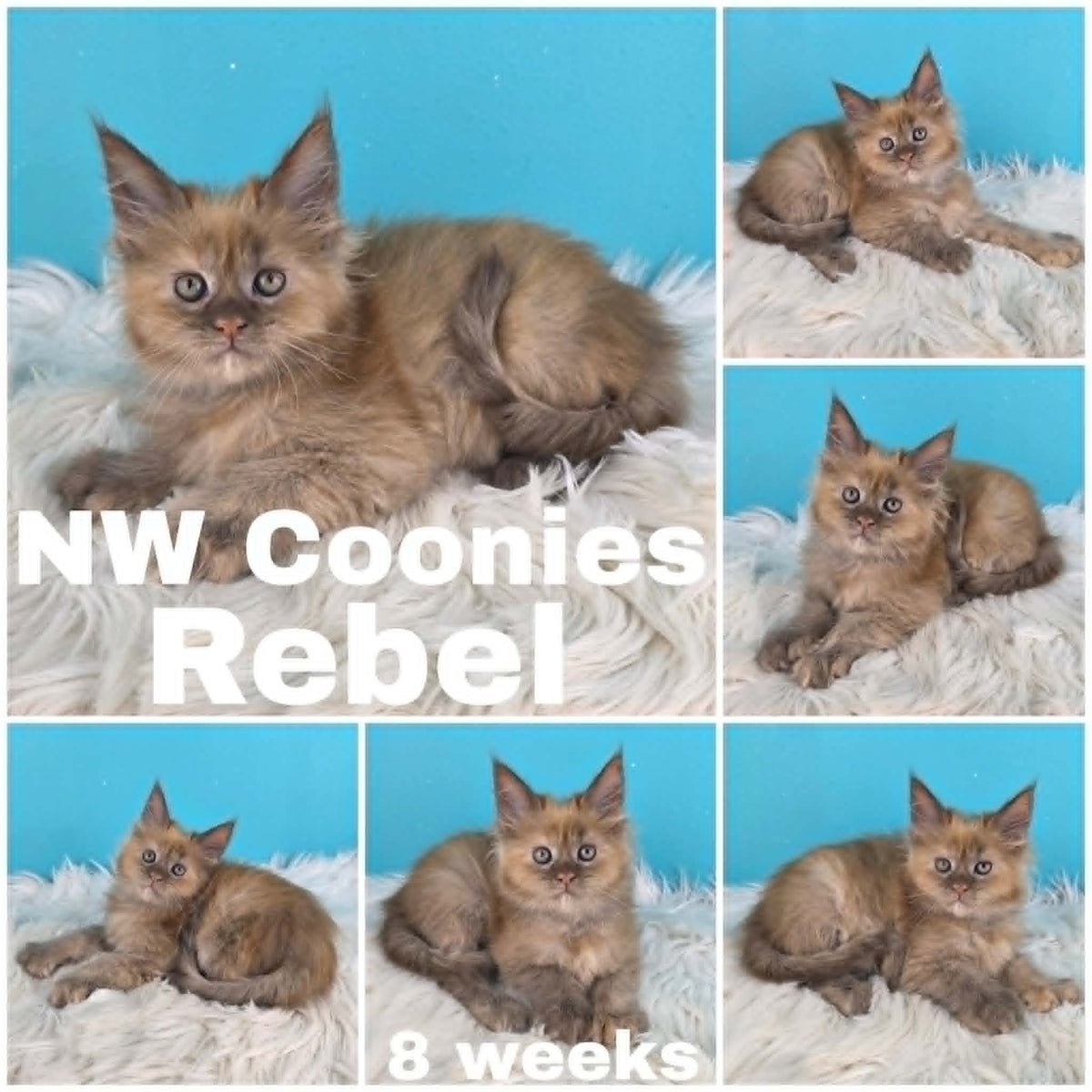 NW Coonies Rebel