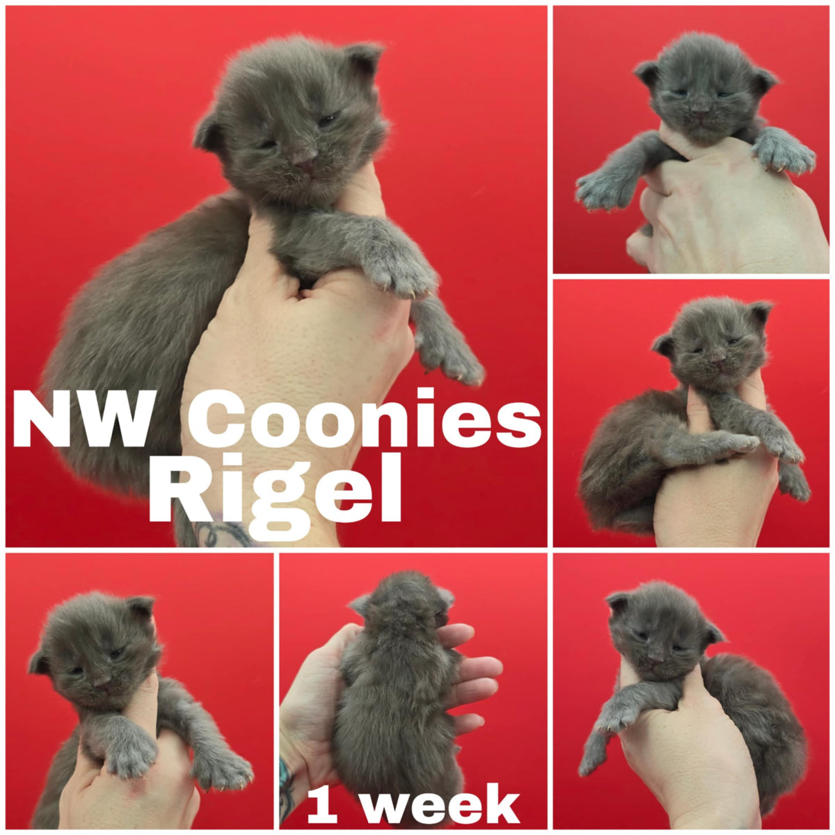 NW Coonies Rigel