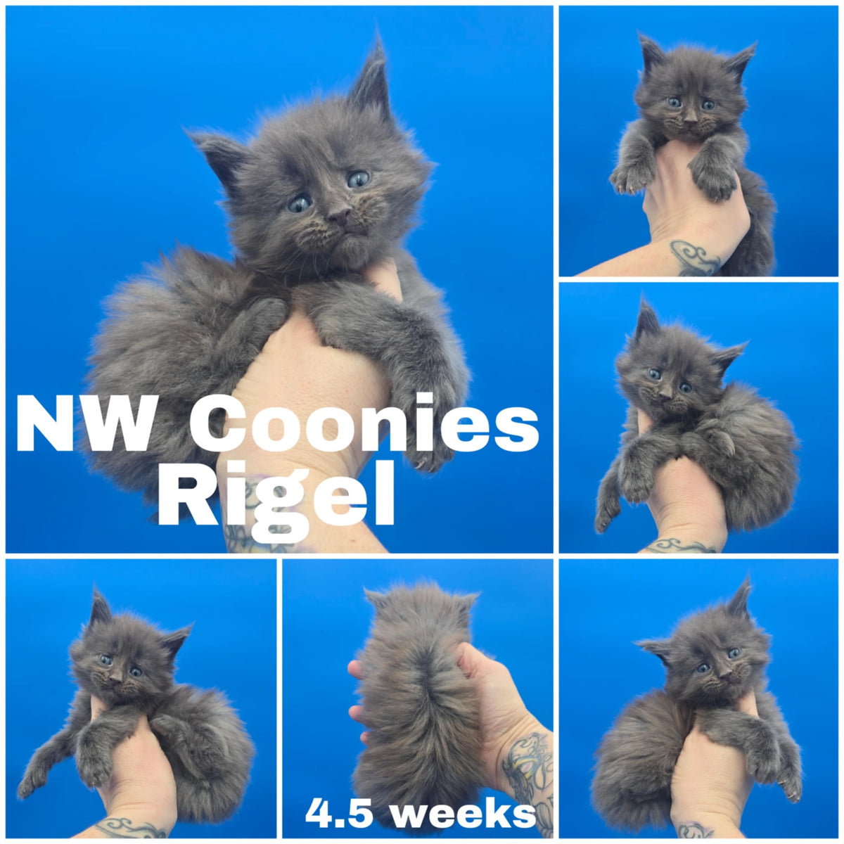 NW Coonies Rigel