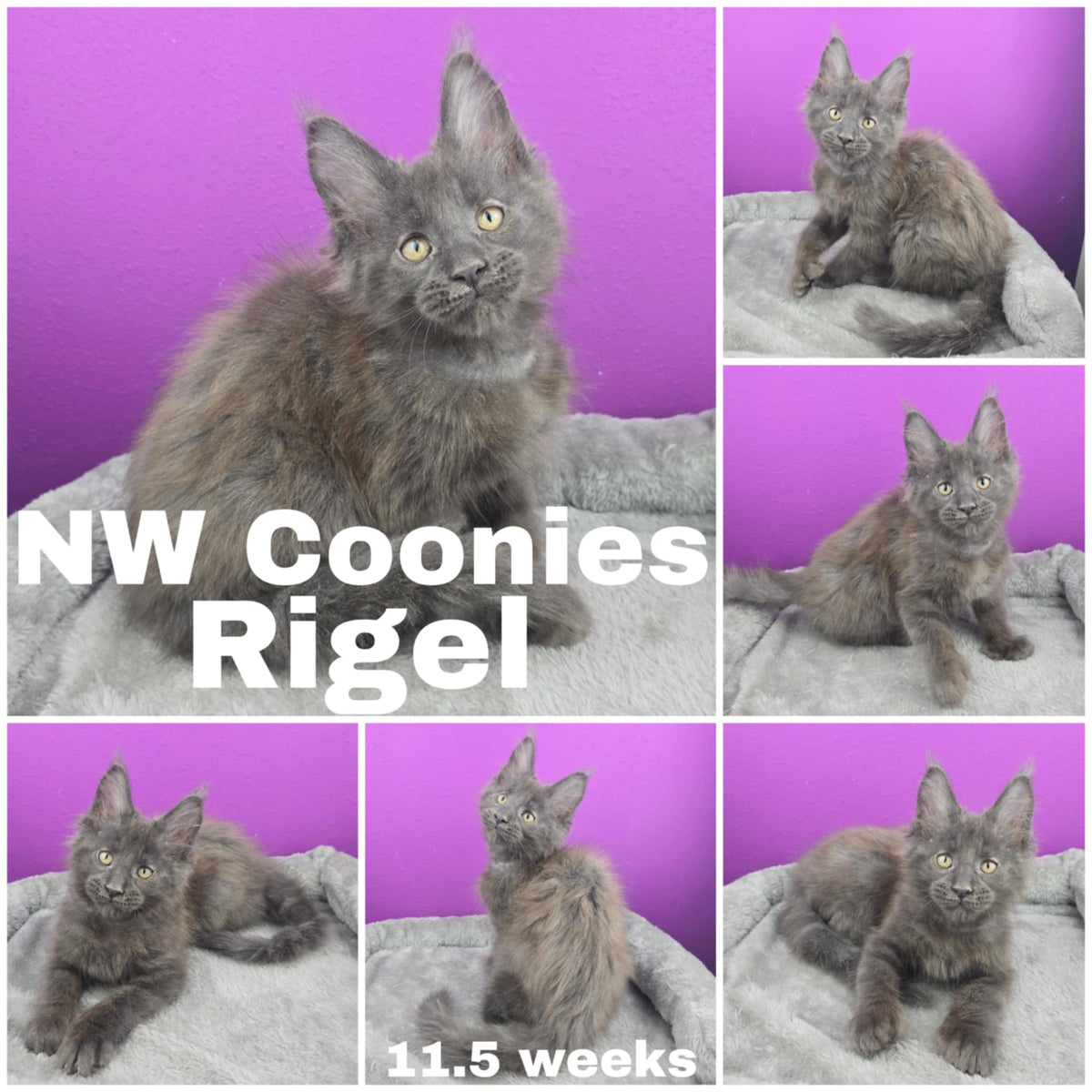 NW Coonies Rigel