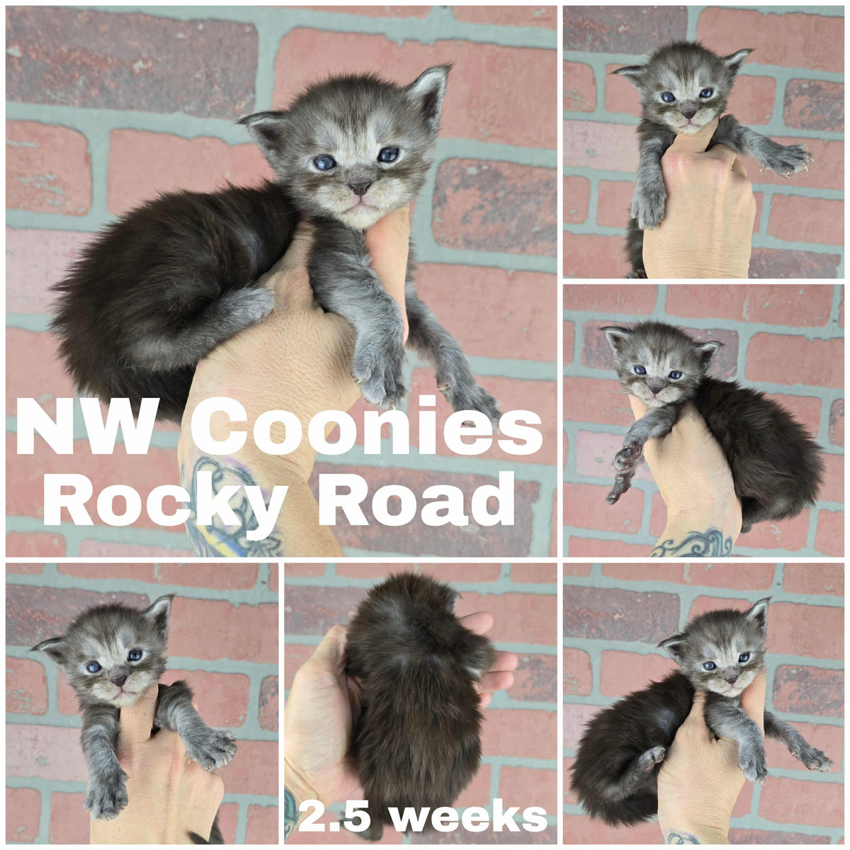 NW Coonies Rocky Road