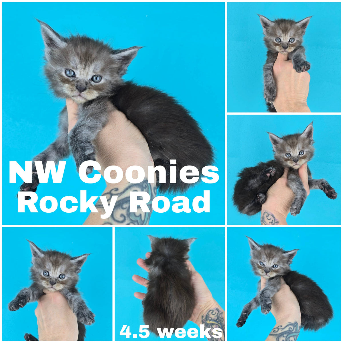 NW Coonies Rocky Road