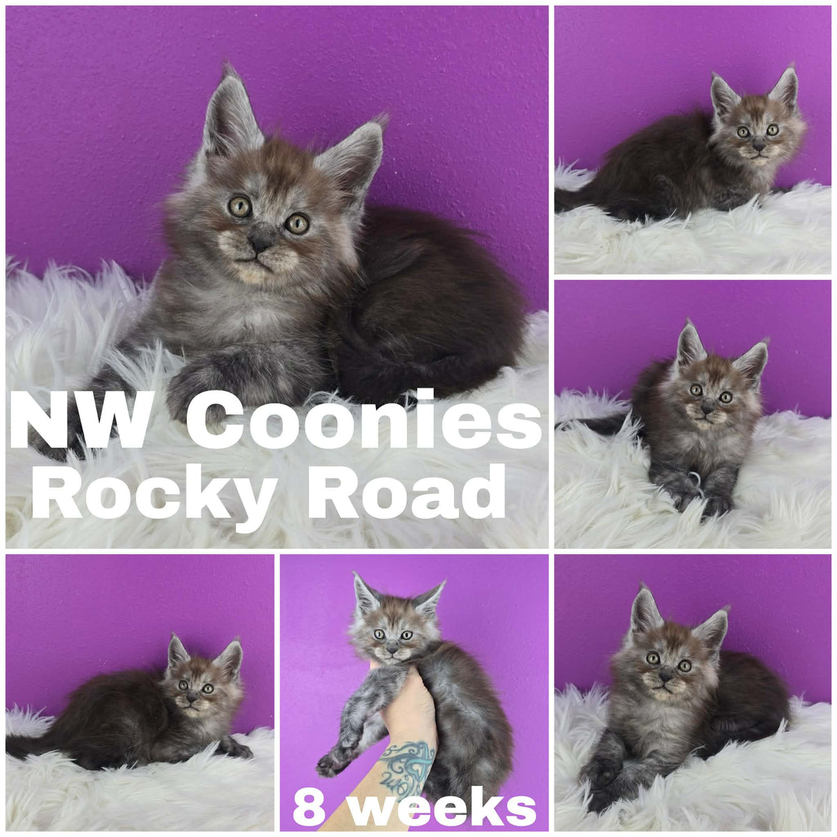 NW Coonies Rocky Road