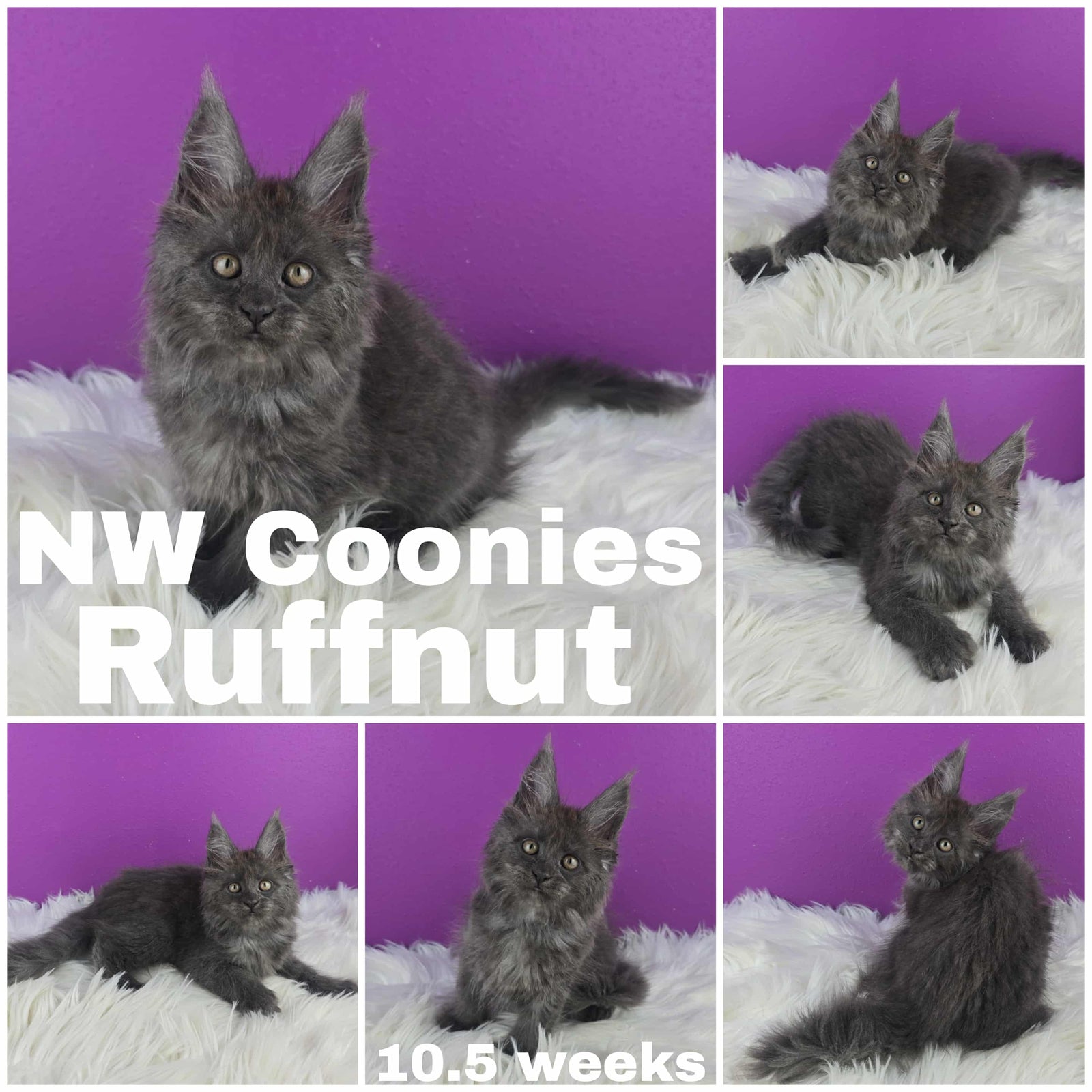 A collage of six photos showing a fluffy, dark gray Maine Coon kitten named Ruffnut from NW Coonies, lying and sitting on a white, shaggy rug against a bright purple background. The kitten is 10.5 weeks old