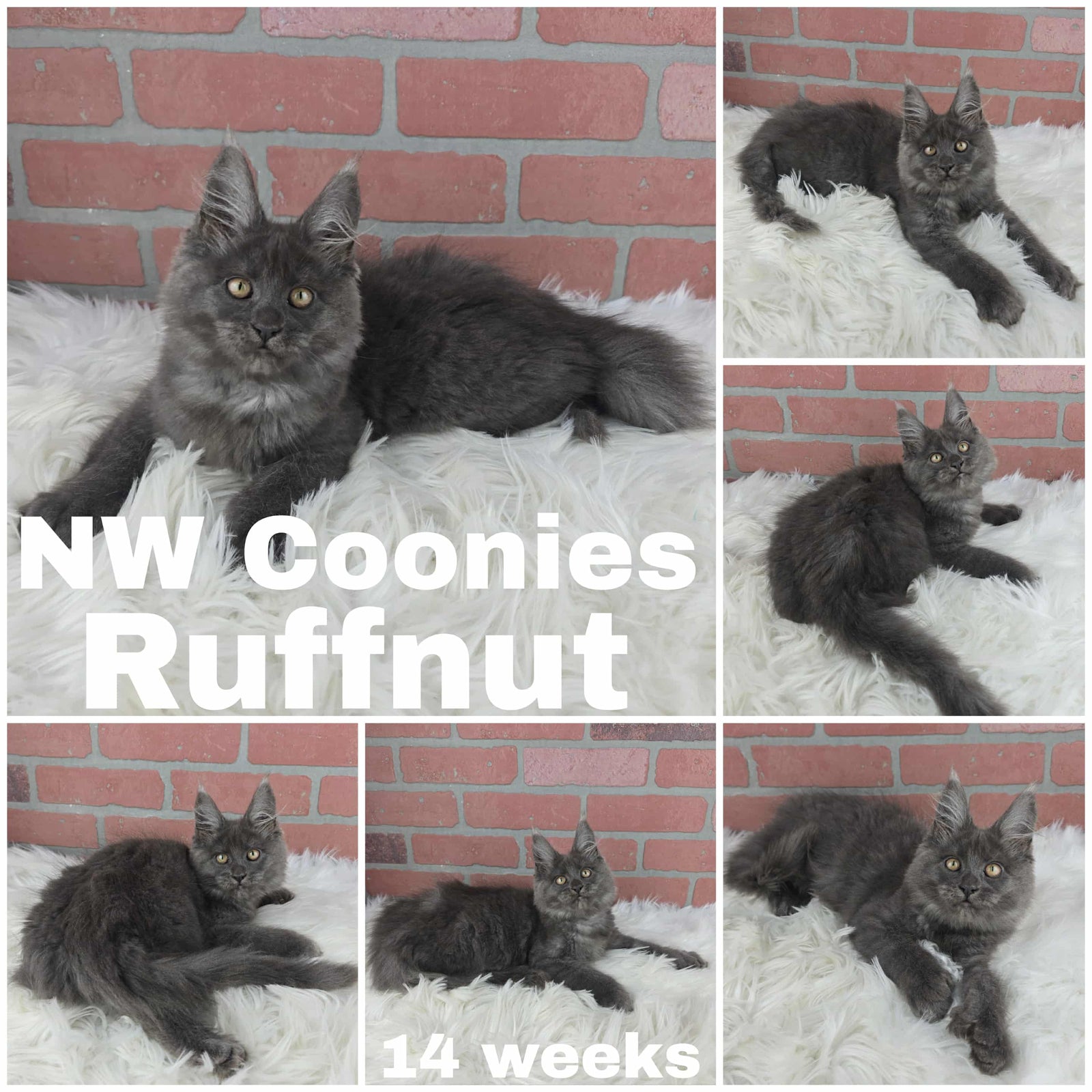 Photo grid featuring the 14-week-old Maine Coon kitten Ruffnut (a solid blue or black smoke color) with yellow eyes, resting on a white faux-fur blanket in various poses.