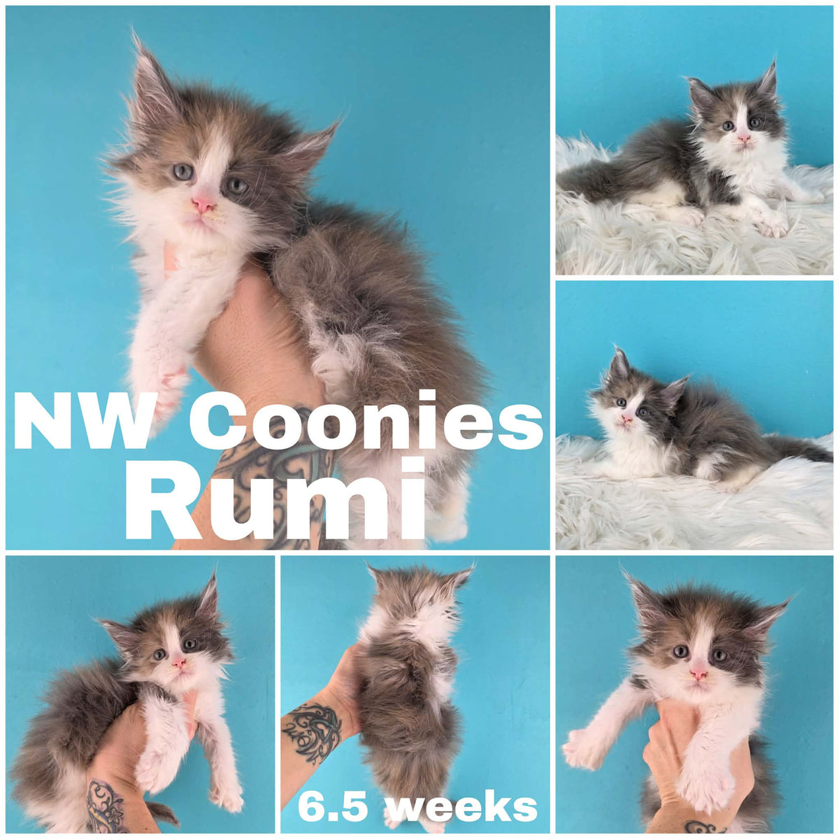 NW Coonies Rumi