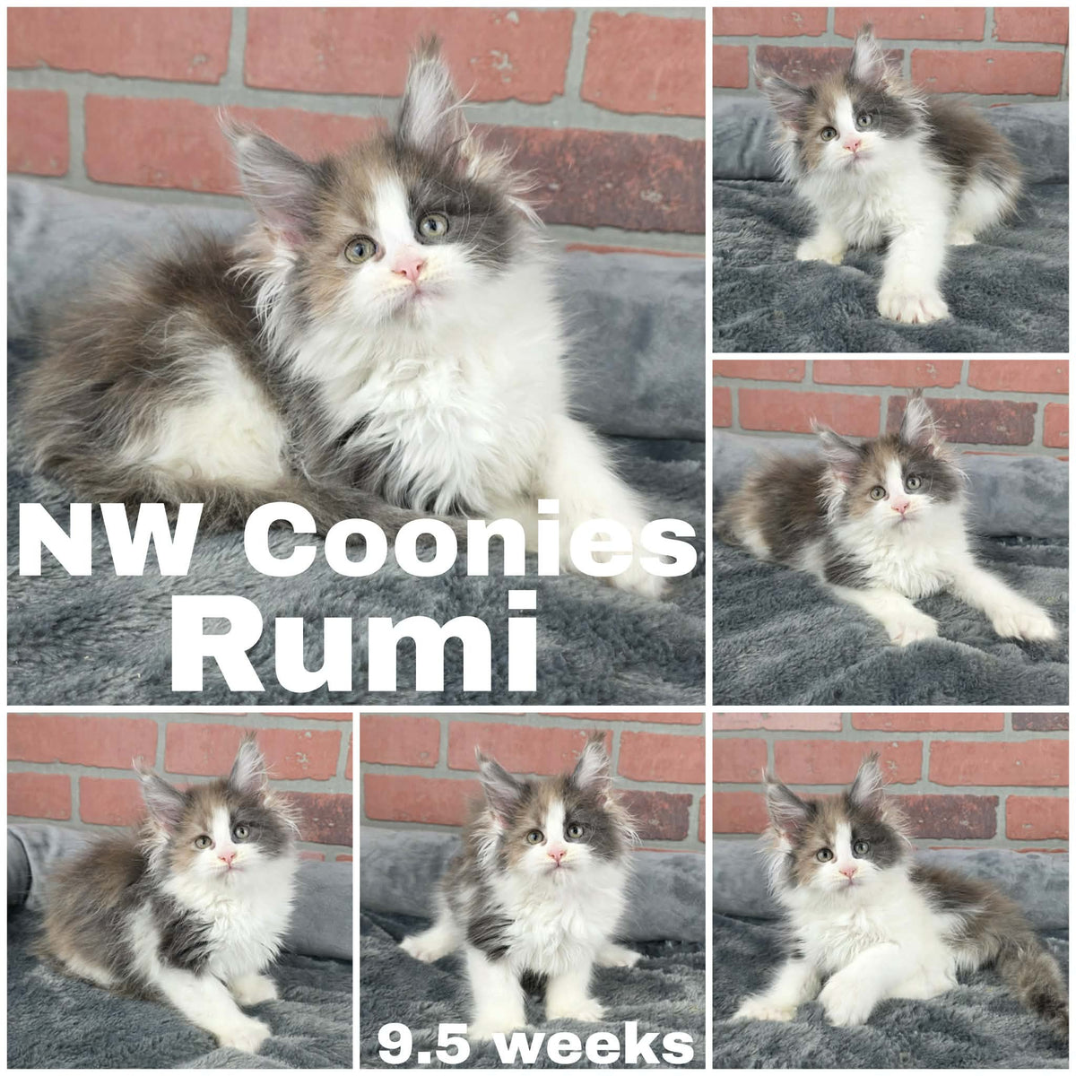 NW Coonies Rumi