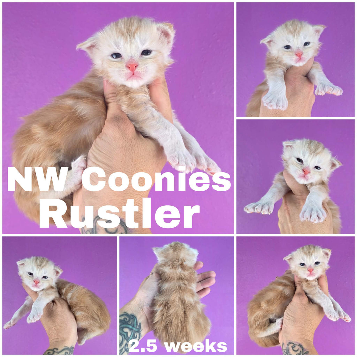 NW Coonies Rustler
