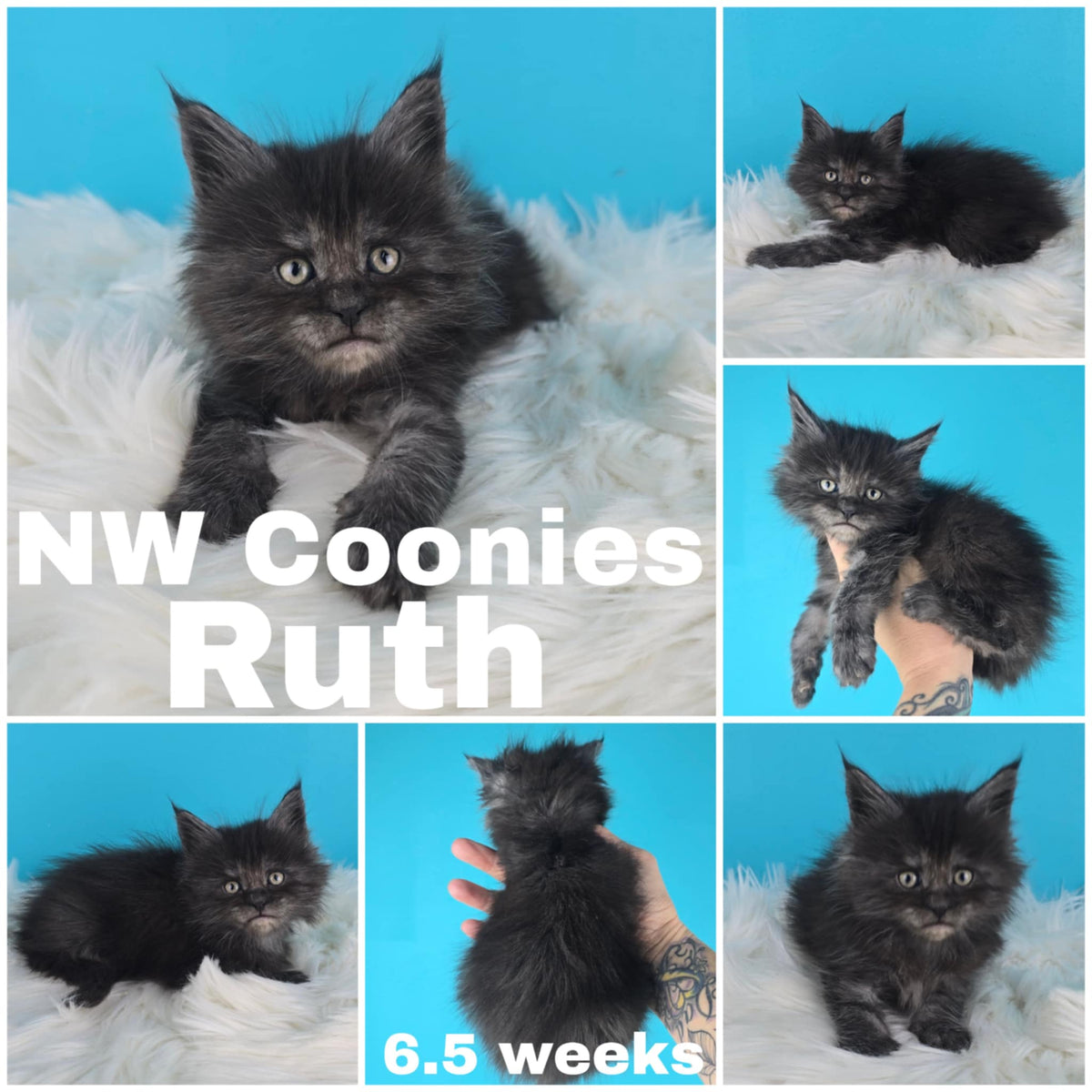 NW Coonies Ruth