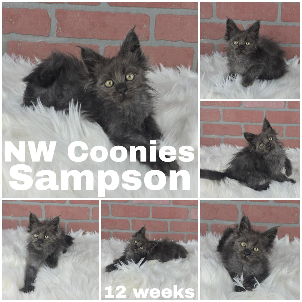 NW Coonies Sampson