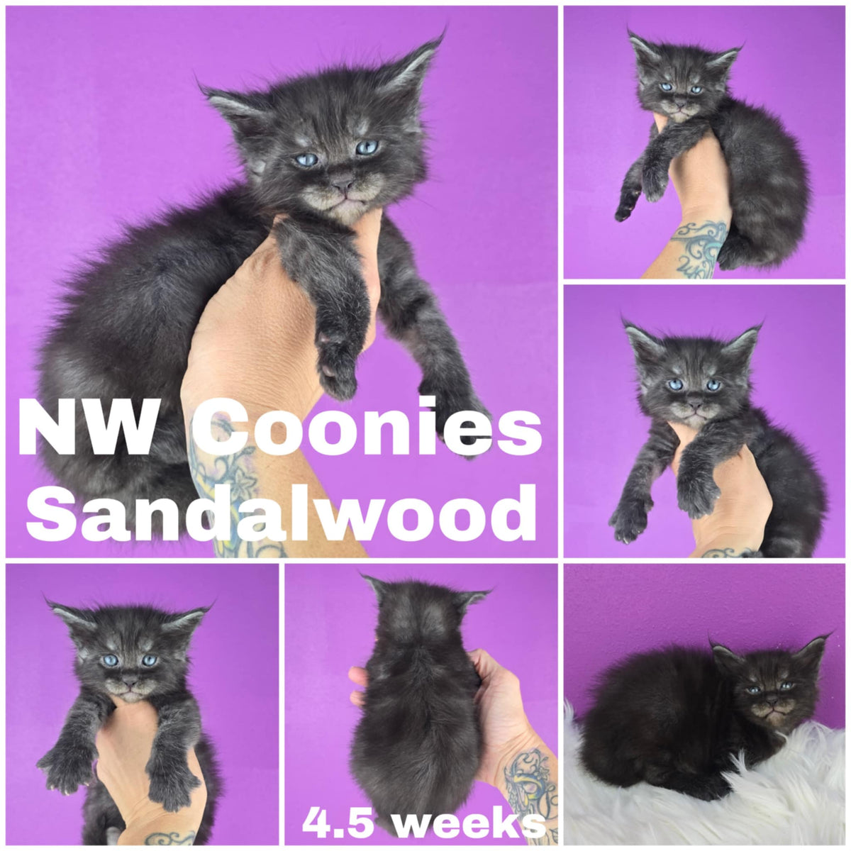 NW Coonies Sandelwood
