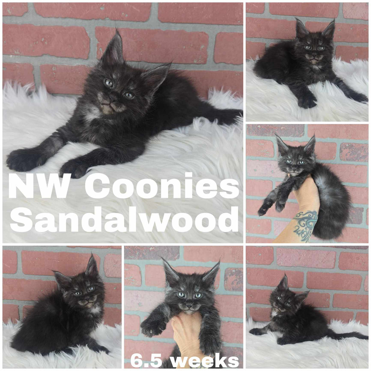NW Coonies Sandelwood