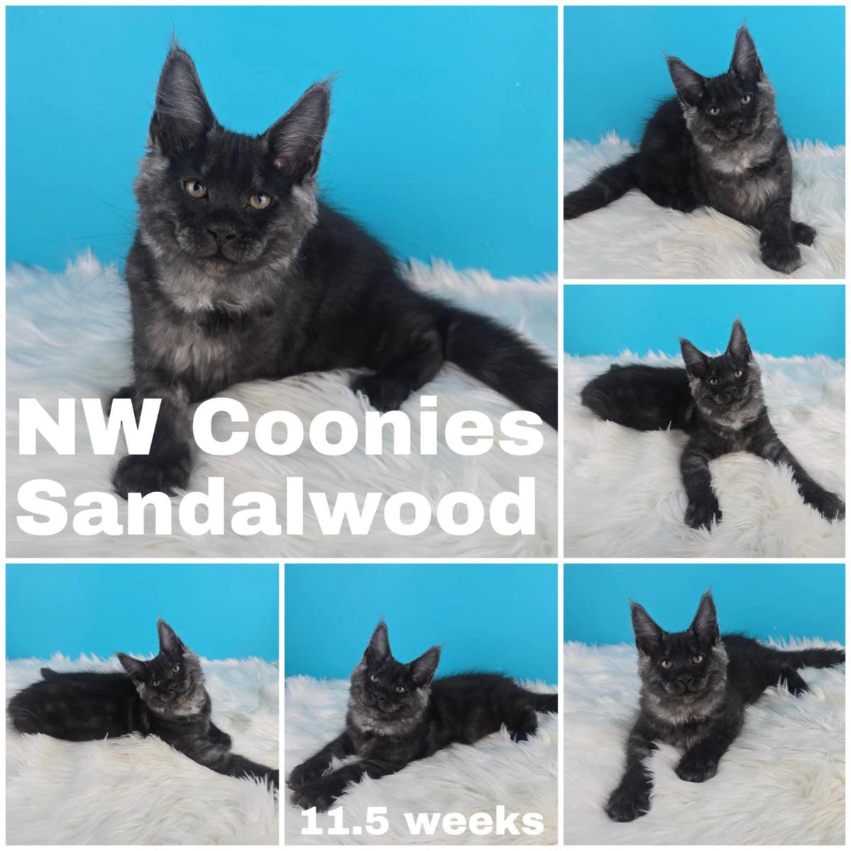 NW Coonies Sandelwood