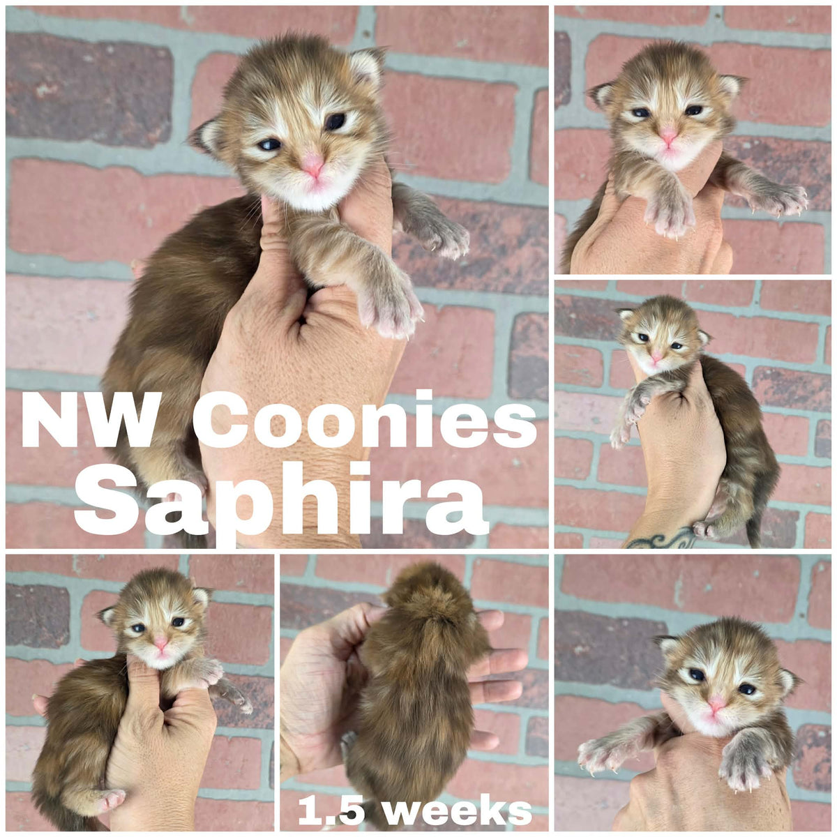 NW Coonies Saphira