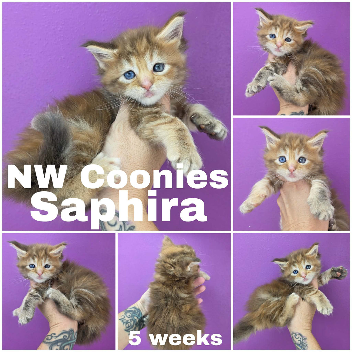 NW Coonies Saphira