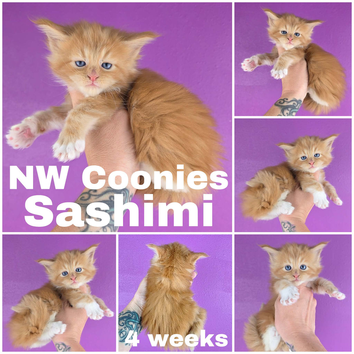 NW Coonies Sashimi