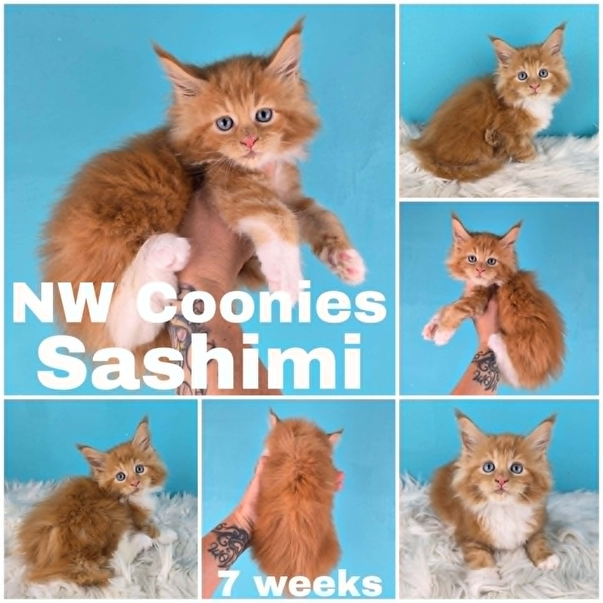 NW Coonies Sashimi