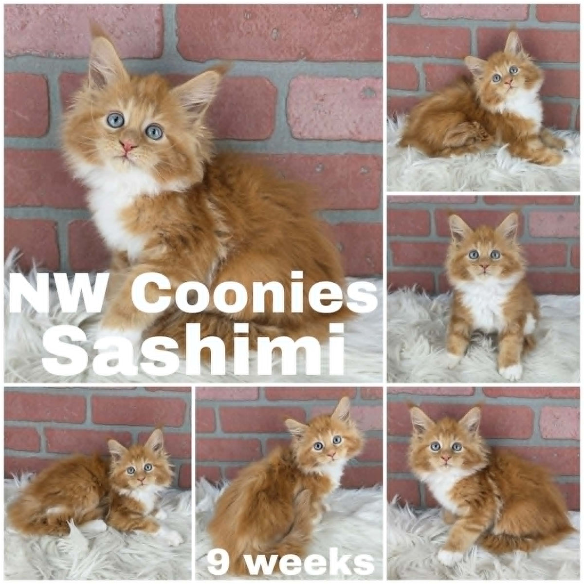 NW Coonies Sashimi
