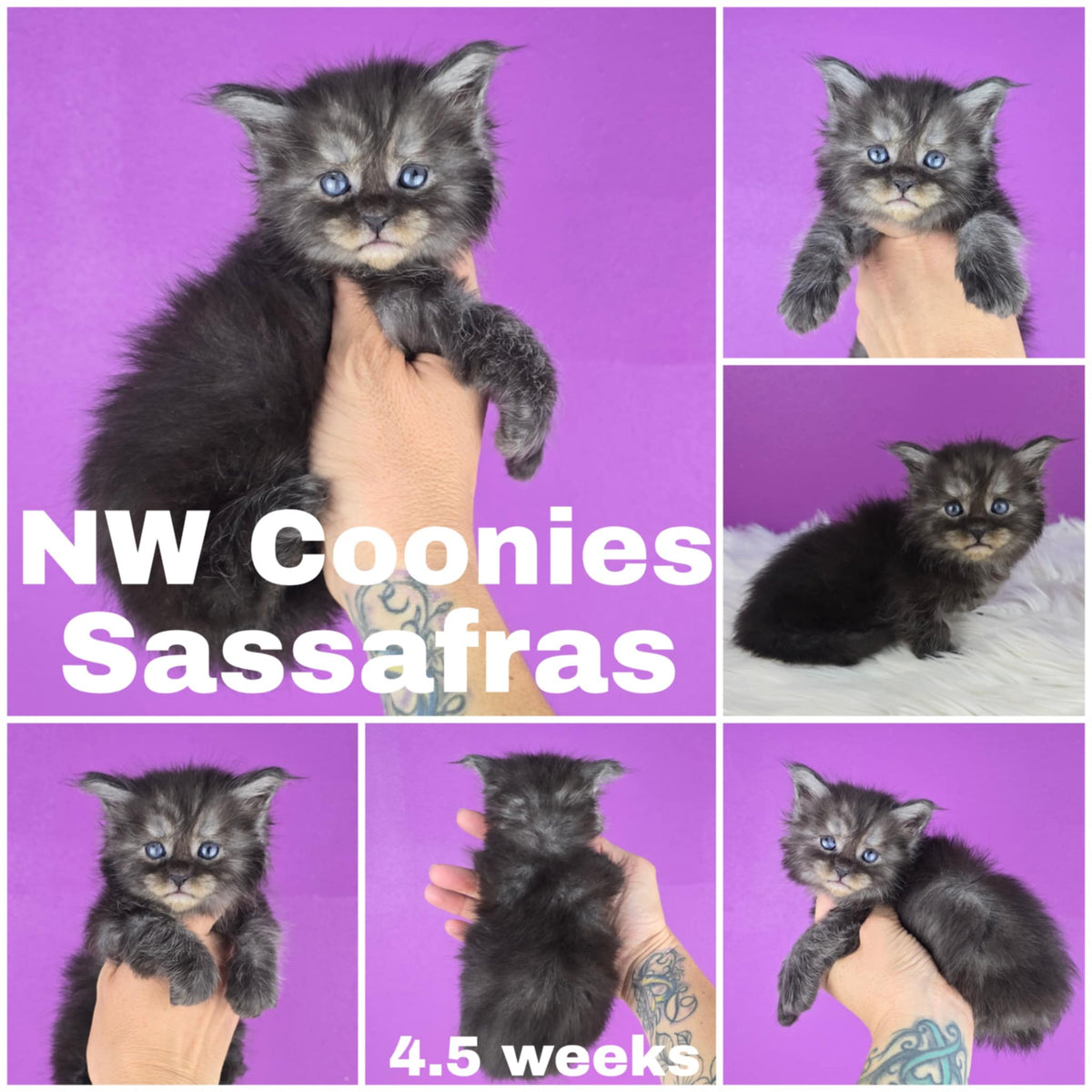NW Coonies Sassafrass