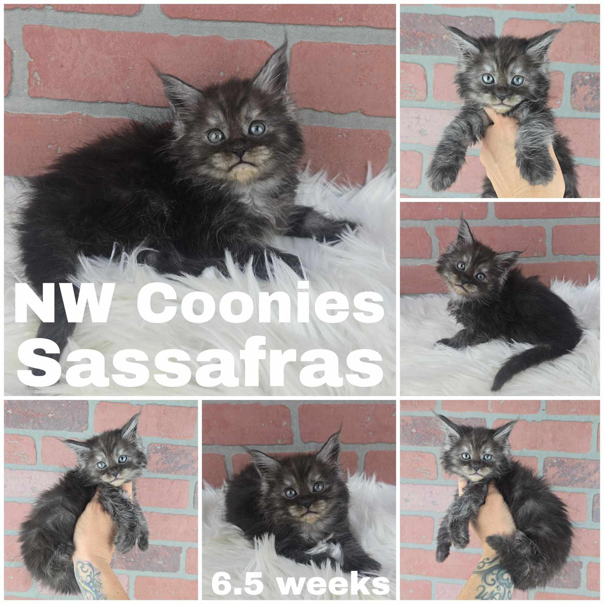 NW Coonies Sassafrass