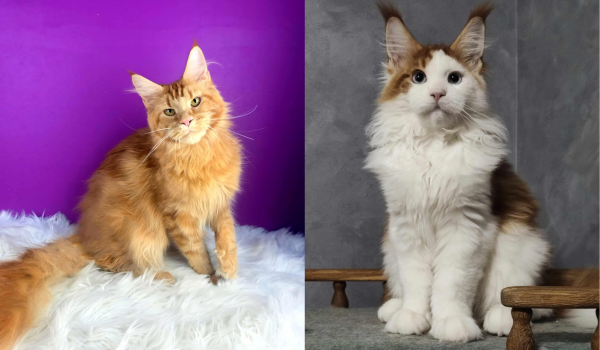 A bright orange tabby Maine Coon cat pictured next to a white and brown bicolor Maine Coon.