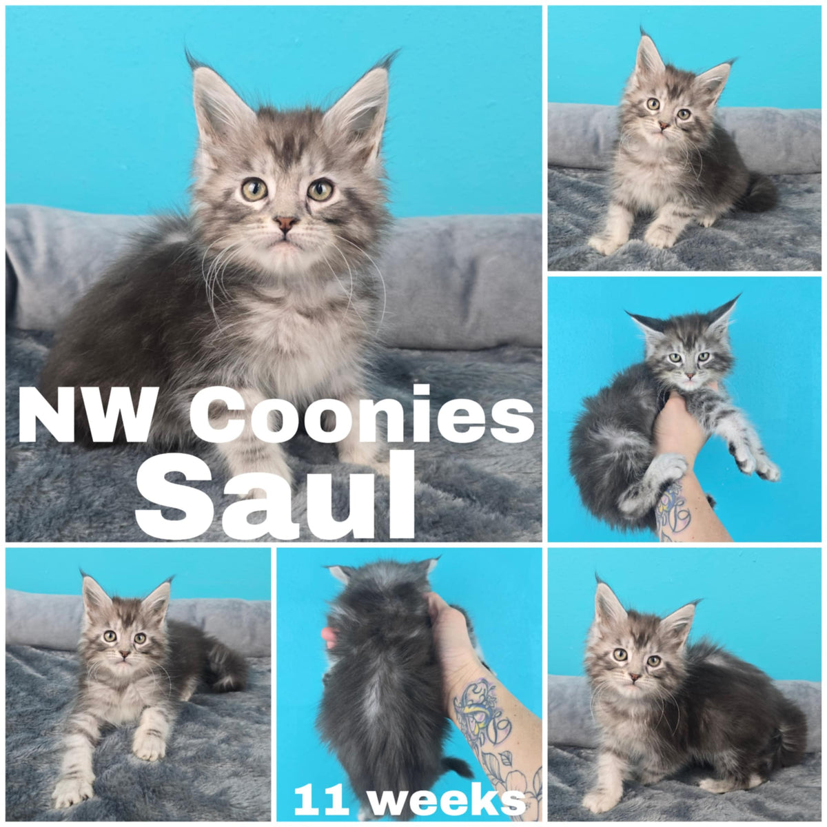 NW Coonies Saul