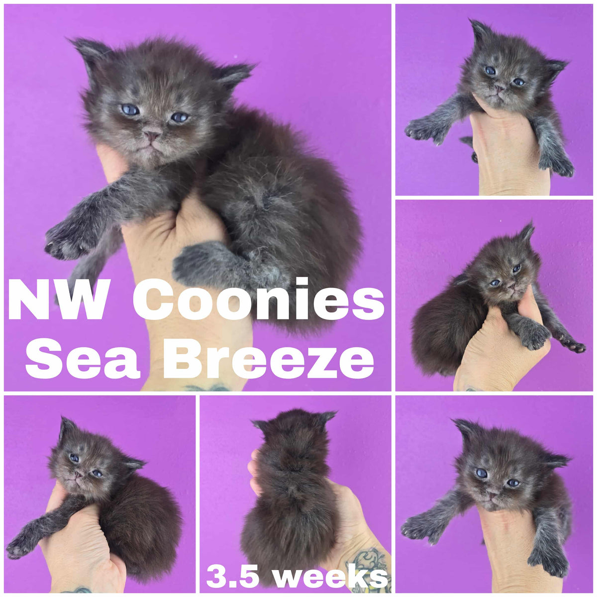 NW Coonies Sea Breeze